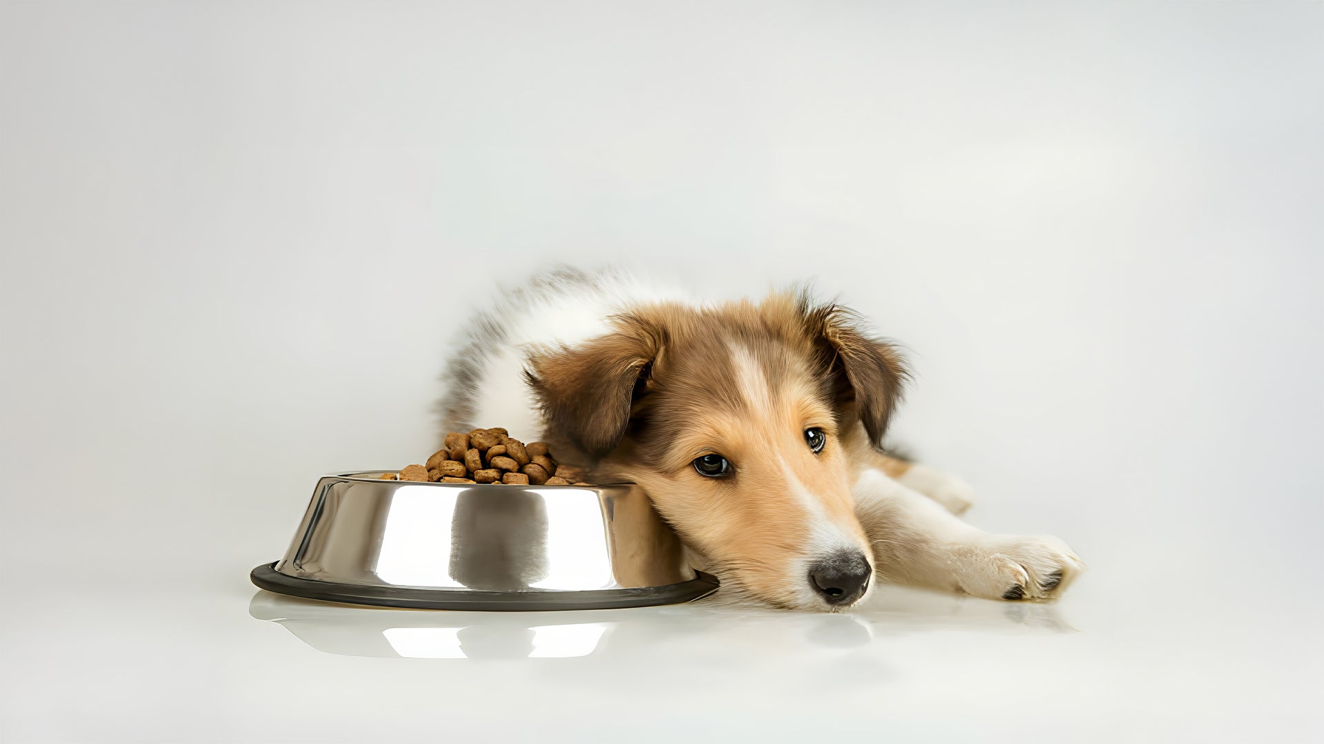 A puppy sulking beside its food bowl, highlighting the connection between dog food allergies and how it affects their behaviour. 