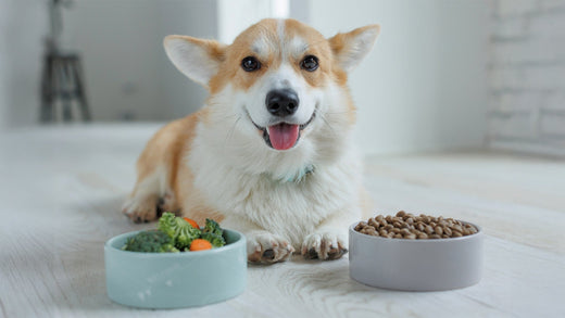 A corgi dog beside three bowls with 3 different types of food on a floor.