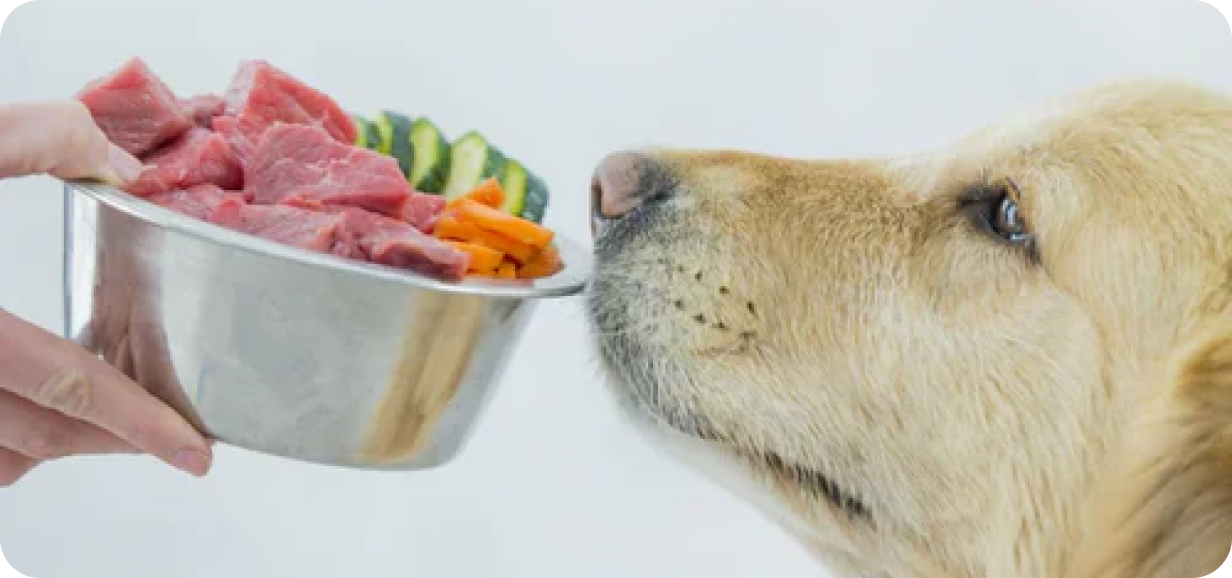 Is Cooked Food Good For Dogs?